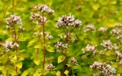 Golden Oregano - 5 Pack Of Pint Pots -FRUIT TREES & PLANTS Sales oregano golden 2 1