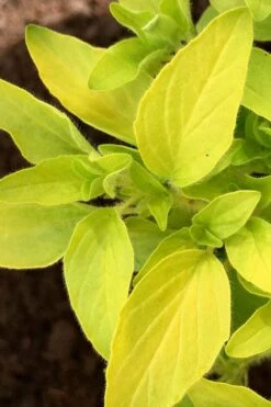 Golden Oregano - 6 Pack Of Pint Pots -FRUIT TREES & PLANTS Sales oregano golden 6