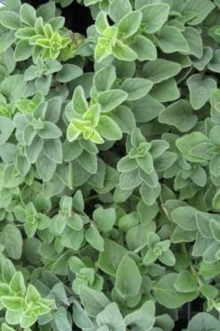 Hot & Spicy Oregano - 6 Pack Of Pint Pots -FRUIT TREES & PLANTS Sales oregano hot spicey 700x550 1