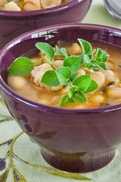 Hot & Spicy Oregano - 6 Pack Of Pint Pots -FRUIT TREES & PLANTS Sales oreganum hot and spicy oregano 1