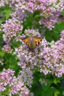 Hot & Spicy Oregano - 6 Pack Of Pint Pots -FRUIT TREES & PLANTS Sales oreganum hot and spicy oregano 7