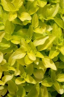 Golden Oregano - 6 Pack Of Pint Pots -FRUIT TREES & PLANTS Sales origanum vulgare aurea golden oregano 10
