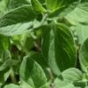 True Greek Oregano - 6 Pack Of Pint Pots -FRUIT TREES & PLANTS Sales origanum vulgare hirtum true greek oregano 1