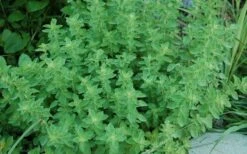 True Greek Oregano - 6 Pack Of Pint Pots -FRUIT TREES & PLANTS Sales origanum vulgare hirtum true greek oregano 2