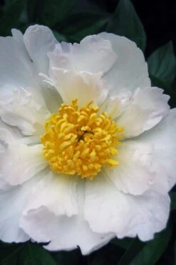 Krinkled White Peony - 1 Gallon Pot -FRUIT TREES & PLANTS Sales paeonia krinkled white peony 10