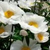 Krinkled White Peony - 1 Gallon Pot -FRUIT TREES & PLANTS Sales paeonia krinkled white peony 7