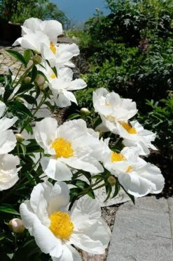 Krinkled White Peony - 1 Gallon Pot -FRUIT TREES & PLANTS Sales paeonia krinkled white peony 8