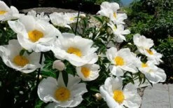 Krinkled White Peony - 1 Gallon Pot -FRUIT TREES & PLANTS Sales paeonia krinkled white peony 9