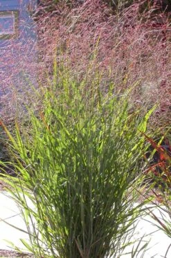 Tall Switch Grass (Panicum Virgatum) - 8 Pack Of 1 Gallon Pots 12 Tall Switch Grass (Panicum Virgatum) - 8 Pack Of 1 Gallon Pots -FRUIT TREES & PLANTS Sales panicum virgatum switch grass 2 1