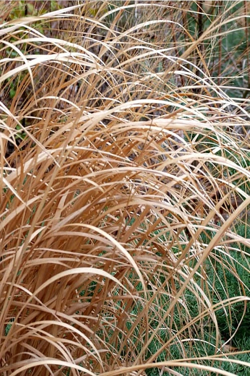 Tall Switch Grass (Panicum Virgatum) - 8 Pack Of 1 Gallon Pots 8 Tall Switch Grass (Panicum Virgatum) - 8 Pack Of 1 Gallon Pots - Image 6