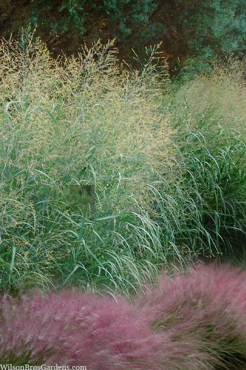 Tall Switch Grass (Panicum Virgatum) - 8 Pack Of 1 Gallon Pots 3 Tall Switch Grass (Panicum Virgatum) - 8 Pack Of 1 Gallon Pots