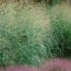 Tall Switch Grass (Panicum Virgatum) - 1 Gallon Pot -FRUIT TREES & PLANTS Sales panicum virgatum switch grass 4