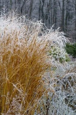 Tall Switch Grass (Panicum Virgatum) - 8 Pack Of 1 Gallon Pots 15 Tall Switch Grass (Panicum Virgatum) - 8 Pack Of 1 Gallon Pots -FRUIT TREES & PLANTS Sales panicum virgatum switch grass 6 1