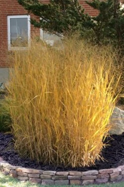 Tall Switch Grass (Panicum Virgatum) - 8 Pack Of 1 Gallon Pots 13 Tall Switch Grass (Panicum Virgatum) - 8 Pack Of 1 Gallon Pots -FRUIT TREES & PLANTS Sales panicum virgatum tall switch grass 10 1