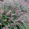 Black Fountain Grass - Pennisetum Alopecuroides 'Moudry' - 3 Gallon Pot -FRUIT TREES & PLANTS Sales pennisetum alopecuroides moudry black fountain grass 10