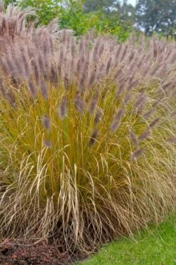 Black Fountain Grass - Pennisetum Alopecuroides 'Moudry' - 3 Gallon Pot -FRUIT TREES & PLANTS Sales pennisetum alopecuroides moudry black fountain grass 11