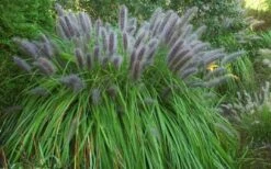 Black Fountain Grass - Pennisetum Alopecuroides 'Moudry' - 3 Gallon Pot -FRUIT TREES & PLANTS Sales pennisetum alopecuroides moudry black fountain grass 13