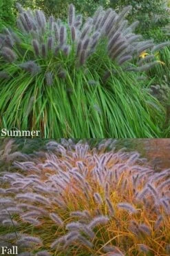 Black Fountain Grass - Pennisetum Alopecuroides 'Moudry' - 3 Gallon Pot -FRUIT TREES & PLANTS Sales pennisetum alopecuroides moudry black fountain grass 15