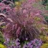 Purple Fountain Grass (Pennisetum Rubrum) - 1 Gallon Pot -FRUIT TREES & PLANTS Sales pennisetum rubrum purple fountain grass 103