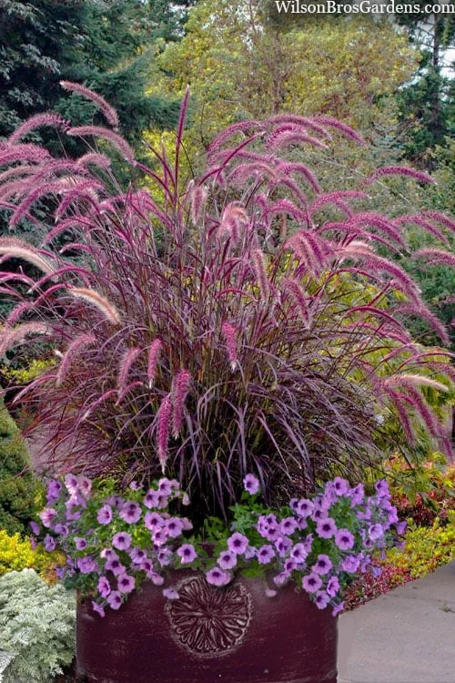Purple Fountain Grass (Pennisetum Rubrum) - 1 Gallon Pot 3 Purple Fountain Grass (Pennisetum Rubrum) - 1 Gallon Pot