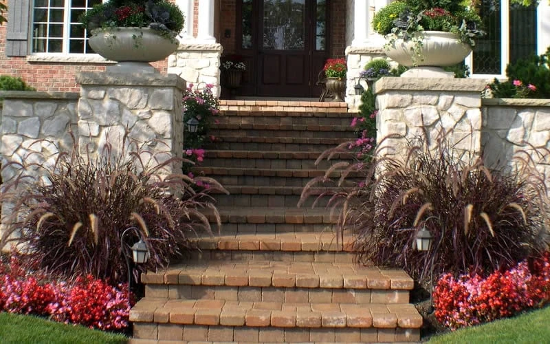 Purple Fountain Grass (Pennisetum Rubrum) - 1 Gallon Pot 6 Purple Fountain Grass (Pennisetum Rubrum) - 1 Gallon Pot - Image 4
