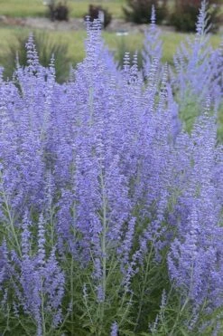 Blue Jean Baby Russian Sage (Perovskia) - 1 Gallon Pot -FRUIT TREES & PLANTS Sales perovskia atriplicifolia blue jean baby russian sage 1