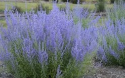 Blue Jean Baby Russian Sage (Perovskia) - 1 Gallon Pot -FRUIT TREES & PLANTS Sales perovskia atriplicifolia blue jean baby russian sage 3