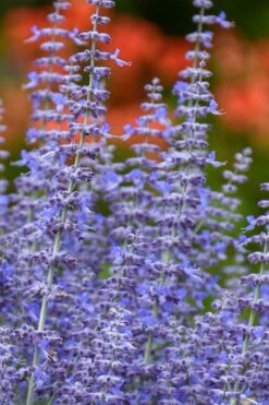 Denim N' Lace Russian Sage (Perovskia) - 1 Gallon Pot -FRUIT TREES & PLANTS Sales perovskia atriplicifolia denim n lace russian sage 11