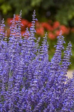 Denim N' Lace Russian Sage (Perovskia) - 1 Gallon Pot -FRUIT TREES & PLANTS Sales perovskia atriplicifolia denim n lace russian sage 12