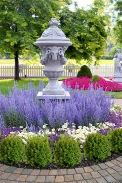 Blue Jean Baby Russian Sage (Perovskia) - 1 Gallon Pot -FRUIT TREES & PLANTS Sales perovskia atriplicifolia denim n lace russian sage 14 1