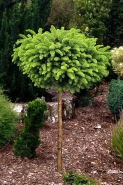 Little Gem Dwarf Norway Spruce Tree (Single Trunk) - 2 Gallon Pot -FRUIT TREES & PLANTS Sales picea abies little gem dwarf norway spruce tree 1
