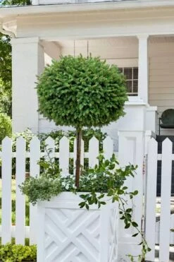 Little Gem Dwarf Norway Spruce Tree (Single Trunk) - 2 Gallon Pot -FRUIT TREES & PLANTS Sales picea abies little gem dwarf norway spruce tree 5