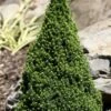 Pixie Miniature Dwarf Alberta Spruce - Quart Pot -FRUIT TREES & PLANTS Sales picea glauca pixie dwarf alberta spruce 2