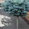 Dwarf Globe Blue Spruce Topiary Tree (Picea Pungens 'Globosa') - 5 Gallon Pot 2 Dwarf Globe Blue Spruce Topiary Tree (Picea Pungens 'Globosa') - 5 Gallon Pot -FRUIT TREES & PLANTS Sales picea pungens glauca globosa dwarf globe colorad0 blue spruce topiary tree 1