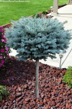 Dwarf Globe Blue Spruce Topiary Tree (Picea Pungens 'Globosa') - 5 Gallon Pot -FRUIT TREES & PLANTS Sales picea pungens glauca globosa dwarf globe colorado blue spruce topiary tree 2