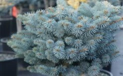 Dwarf Globe Blue Spruce Topiary Tree (Picea Pungens 'Globosa') - 5 Gallon Pot -FRUIT TREES & PLANTS Sales picea pungens globosa dwarf globe blue spruce 2