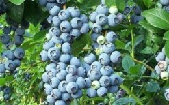 Brightwell Rabbiteye Blueberry - 1 Gallon Pot -FRUIT TREES & PLANTS Sales picture 6424 brightwell rabbiteye blueberry