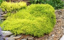 Archers Gold Lemon Thyme - Thymus Citriodorus - 10 Pack Of Pint Pots -FRUIT TREES & PLANTS Sales picture 8232 archers gold thyme