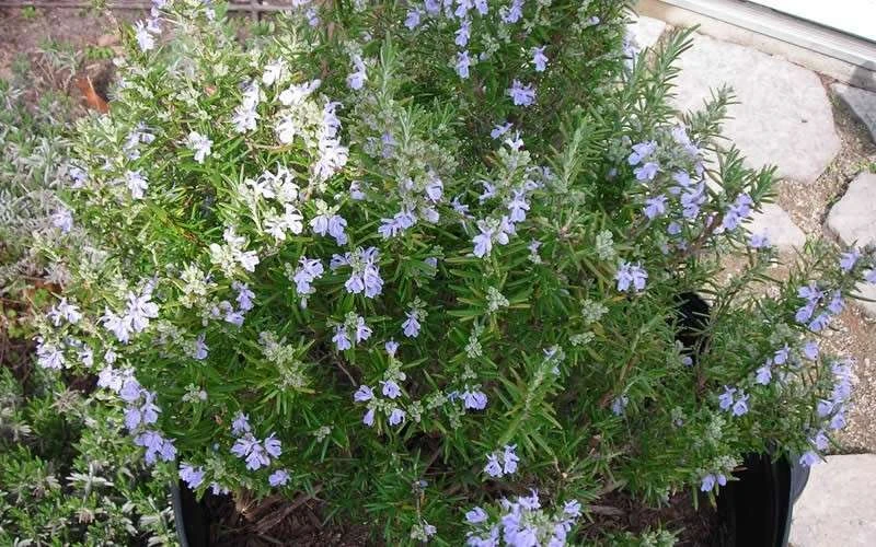 Tuscan Blue Rosemary - 5 Pack Of Quart Pots 7 Tuscan Blue Rosemary - 5 Pack Of Quart Pots - Image 5