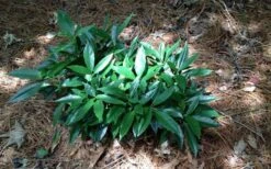Dwarf Green Aucuba - Japanese Laurel - 1 Gallon Pot -FRUIT TREES & PLANTS Sales picture aucuba dwarf green shrub