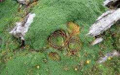 Elfin Creeping Thyme - Thymus Serpyllum Elfin - 3 Pack Of Pint Pots -FRUIT TREES & PLANTS Sales picture creeping thyme elfin 4