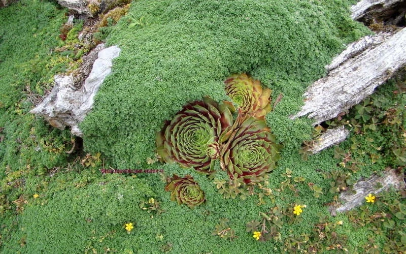 Elfin Creeping Thyme (Thymus Serpyllum 'Elfin') - 5 Pack Of Quart Pots 7 Elfin Creeping Thyme (Thymus Serpyllum 'Elfin') - 5 Pack Of Quart Pots - Image 5