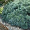 Coney Island White Pine - 2 Gallon Pot -FRUIT TREES & PLANTS Sales pinus strobus coney island white pine 10