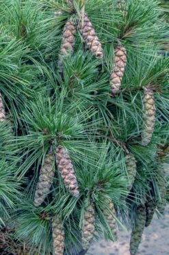 Coney Island White Pine - 2 Gallon Pot -FRUIT TREES & PLANTS Sales pinus strobus coney island white pine 11