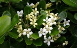 Green Pittosporum (Japanese Mock Orange) - 3 Gallon Pot -FRUIT TREES & PLANTS Sales pittosporum20green203