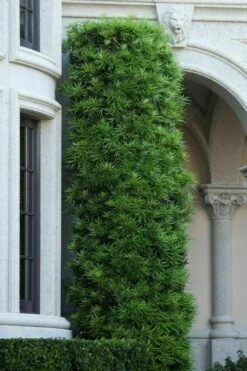 Podocarpus Macrophyllus Upright Yew - 7 Gallon Pot (3-4') -FRUIT TREES & PLANTS Sales podocarpus macrophyllus upright yew 104