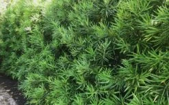 Podocarpus Macrophyllus Upright Yew - 7 Gallon Pot (3-4') -FRUIT TREES & PLANTS Sales podocarpus macrophyllus upright yew 105