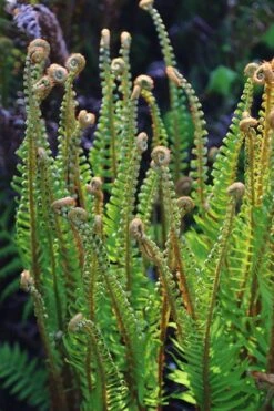 Western Sword Fern (Polystichum Munitum) - 1 Gallon Pot -FRUIT TREES & PLANTS Sales polystichum munitum western sword fern 10