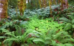 Western Sword Fern (Polystichum Munitum) - 1 Gallon Pot -FRUIT TREES & PLANTS Sales polystichum munitum western sword fern 20
