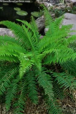 Western Sword Fern (Polystichum Munitum) - 1 Gallon Pot -FRUIT TREES & PLANTS Sales polystichum munitum western sword fern 4